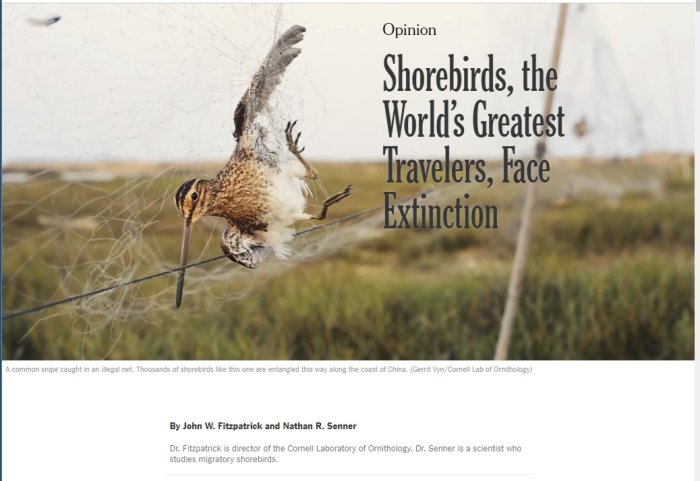 Shorebirds New York Times John Fitzpatrick Nathar Senner