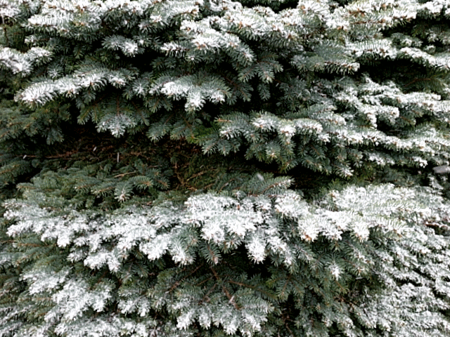 snow yup april 2.gif