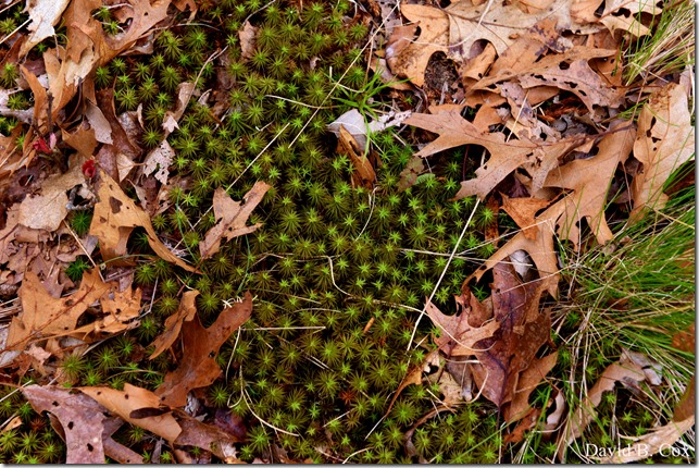 2012 5 8 Walks & GHS BB vs Malden 022