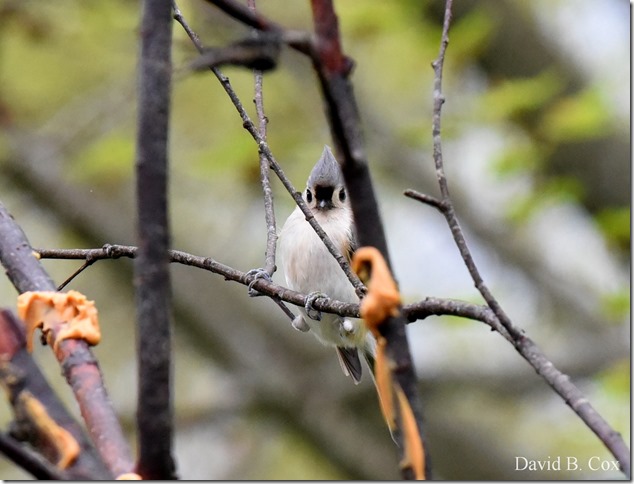 2012 5 8 Walks & GHS BB vs Malden 029