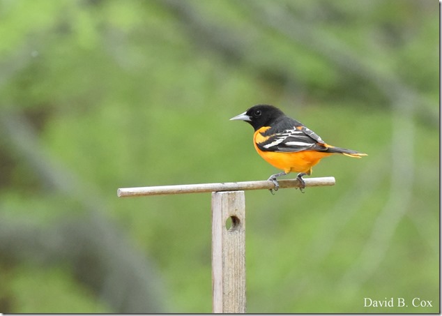 2012 5 8 Walks & GHS BB vs Malden 037