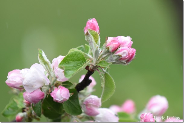 2018 5 15 GHS BB & Softball & Walks 027