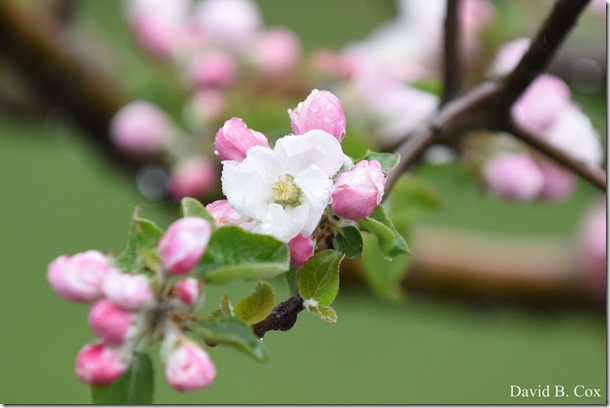 2018 5 15 GHS BB & Softball & Walks 028