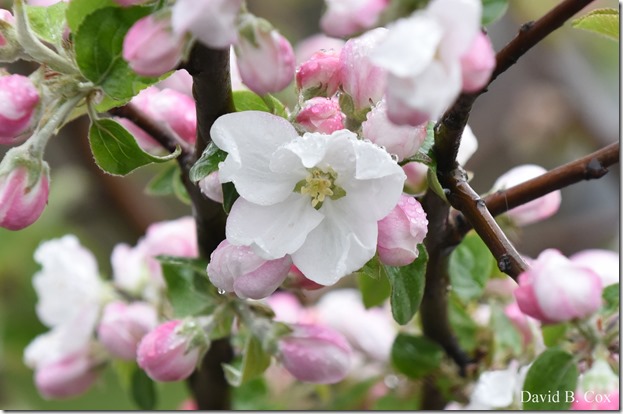 2018 5 15 GHS BB & Softball & Walks 031