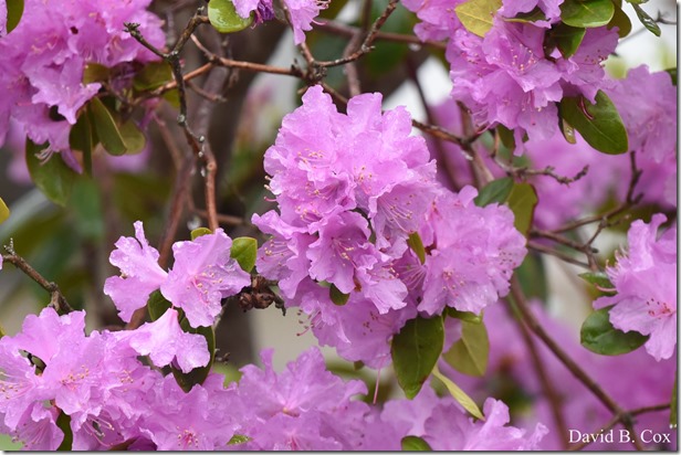 2018 5 15 GHS BB & Softball & Walks 035 - Copy