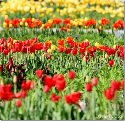 2018 5 15 GHS BB & Softball & Walks 106 - Copy