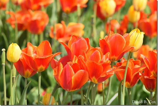 2018 5 15 GHS BB & Softball & Walks 121 - Copy