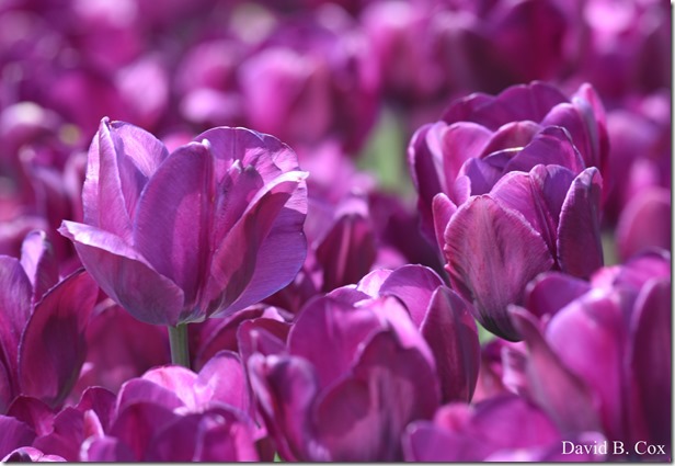 2018 5 15 GHS BB & Softball & Walks 124 - Copy