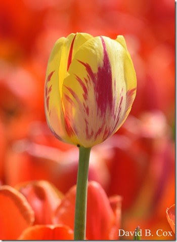 2018 5 15 GHS BB & Softball & Walks 145 - Copy