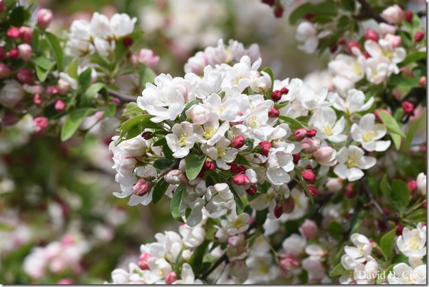 2018 5 19 Very Misc Walks-Spring Florals 013