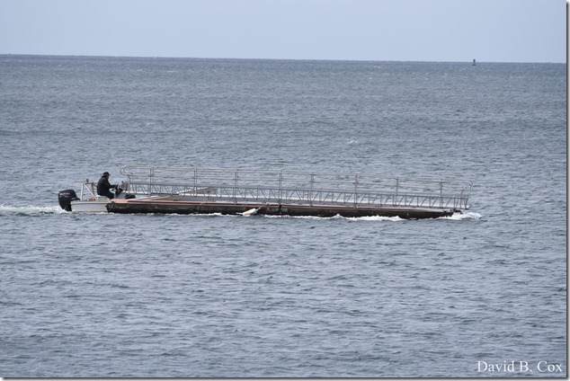 2018 5 19 Very Misc Walks-Spring Florals 020