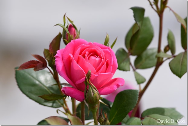 2018 5 19 Very Misc Walks-Spring Florals 039