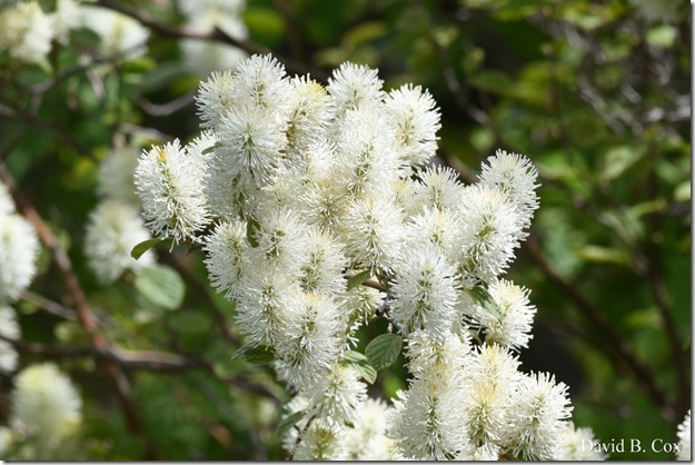 2018 5 19 Very Misc Walks-Spring Florals 048