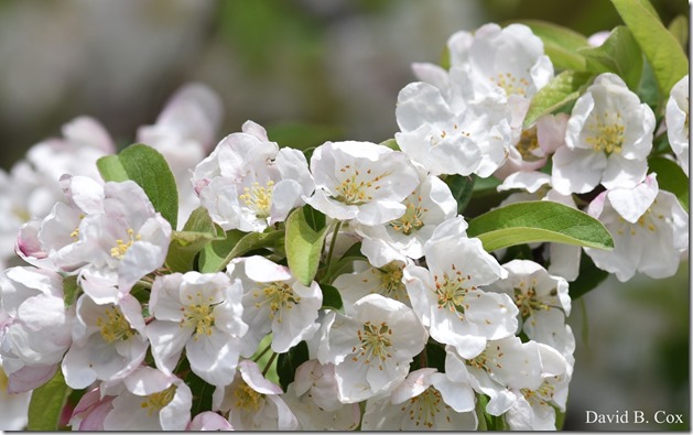 2018 5 19 Very Misc Walks-Spring Florals 055