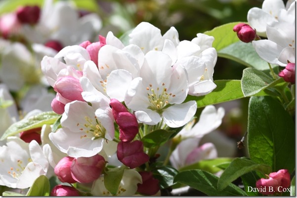 2018 5 19 Very Misc Walks-Spring Florals 062