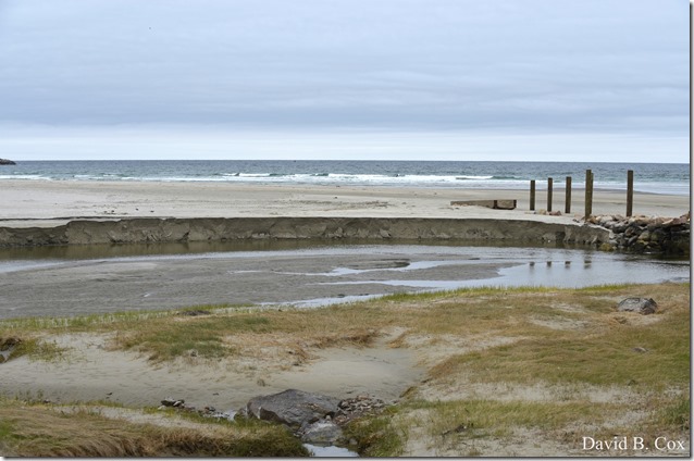 2018 5 19 Very Misc Walks-Spring Florals 103