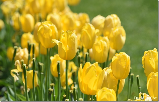 2018 5 26 A Weeks Walks 014