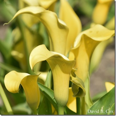 2018 5 26 A Weeks Walks 016