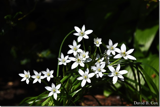 2018 5 26 A Weeks Walks 037