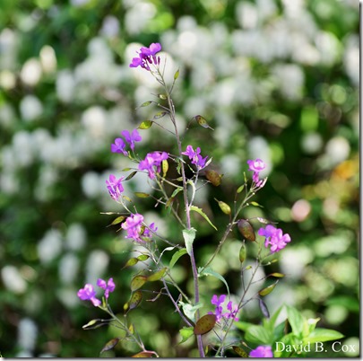 2018 5 26 A Weeks Walks 056