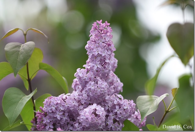 2018 5 26 A Weeks Walks 067