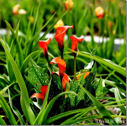 2018 5 26 A Weeks Walks 094