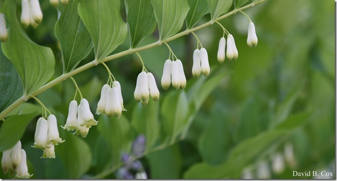 2018 5 26 A Weeks Walks 115