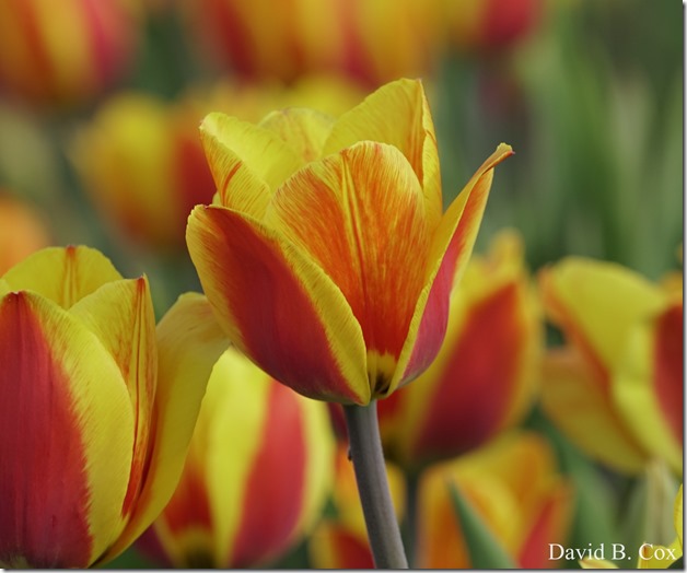 2018 5 3 Misc Walks Sony 092