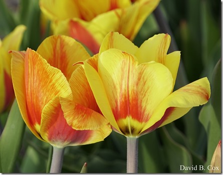 2018 5 3 Misc Walks Sony 151