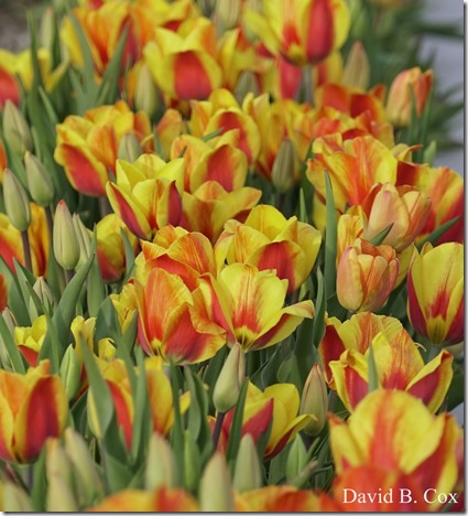 2018 5 3 Misc Walks Sony 157