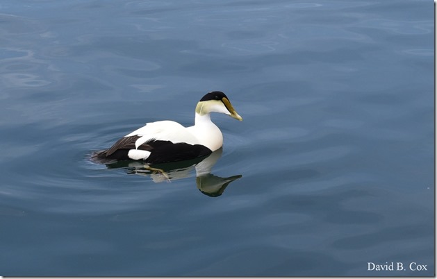 2018 5 4 Misc Walks & GHS Softball vs Swamp 037