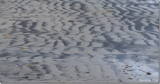 2018 5 4 Misc Walks & GHS Softball vs Swamp 055