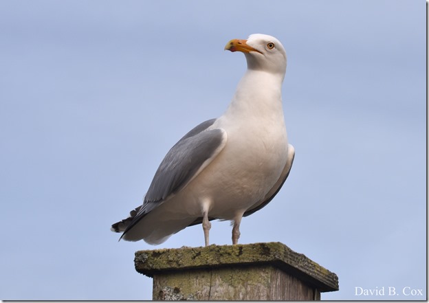 2018 5 4 Misc Walks & GHS Softball vs Swamp 070