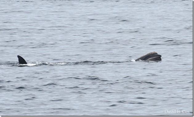 2018 5 4 Misc Walks & GHS Softball vs Swamp 108