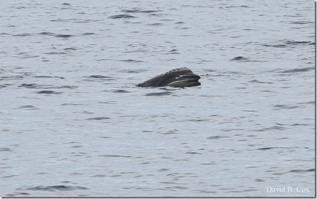 2018 5 4 Misc Walks & GHS Softball vs Swamp 113