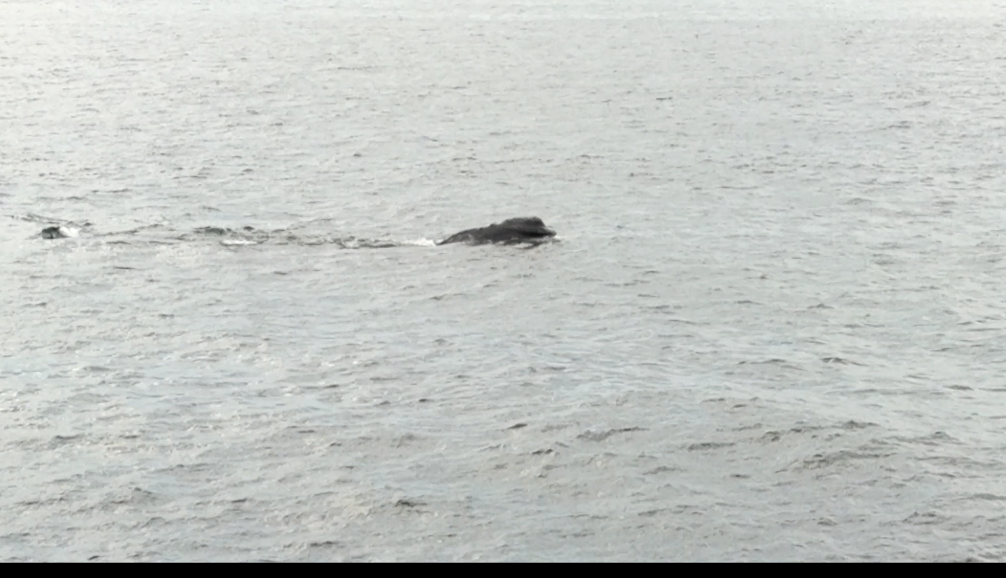 five right whales visible from shore Gloucester MA May 4 2018©c ryan still from short video.png