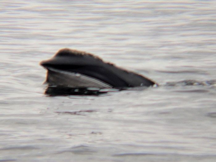 five right whales visible from shore Gloucester MA©c ryan they are so close you can hear the blows_20180504_084448