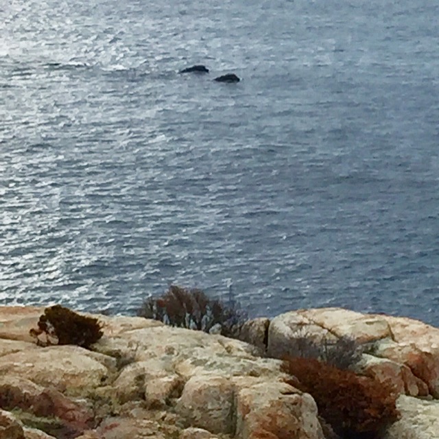 FOB sent photo in to Good morning gloucester whales out window IMG_8894.JPG