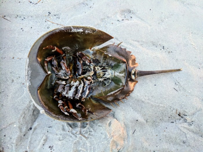 horseshoe crab verso © cryan wingaersheek beach gloucester mass 20180121_070721.jpg