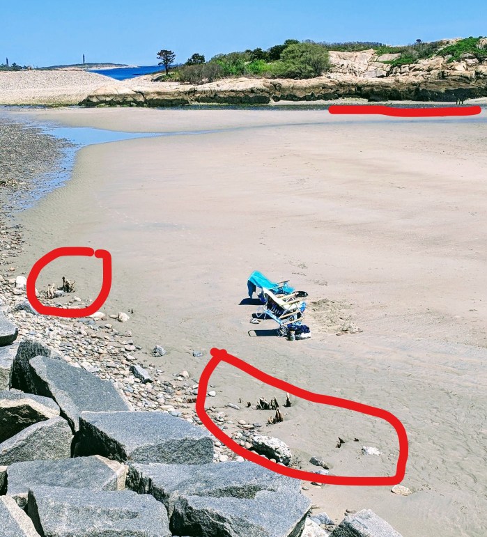 InkedLong Beach Massachustts after winter 2018 storm damage- mangrove like roots unearthed - detail marked up©c ryan_20180523_134700