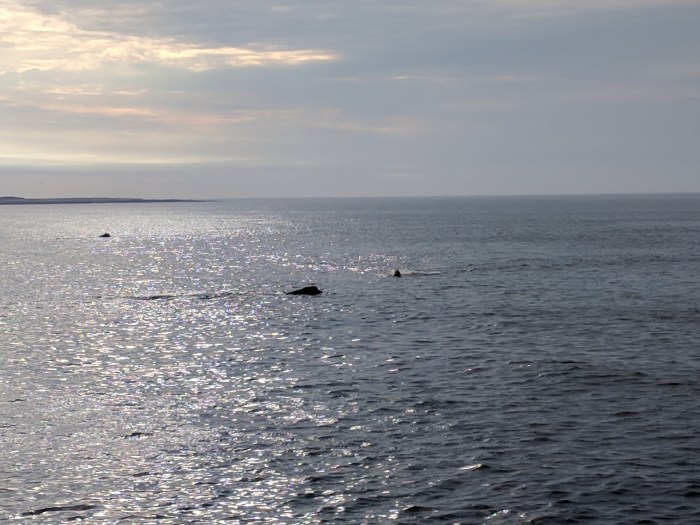 Right whales gloucester MA _20180504 visible from shore_074320 ©c ryan.jpg