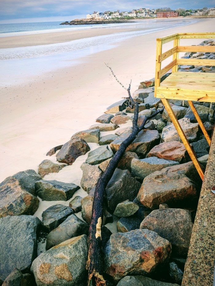 tree tossed up like toothpick_May 16 2018 Long Beach Mass-strong high tides twice daily ©c ryan.jpg