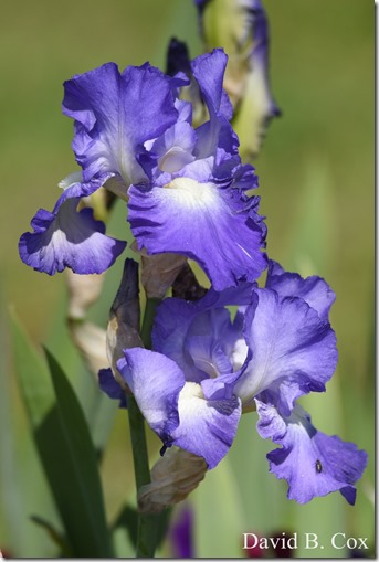 2018 6 18 GHS BB vs Dracut & A Week's Pics 047