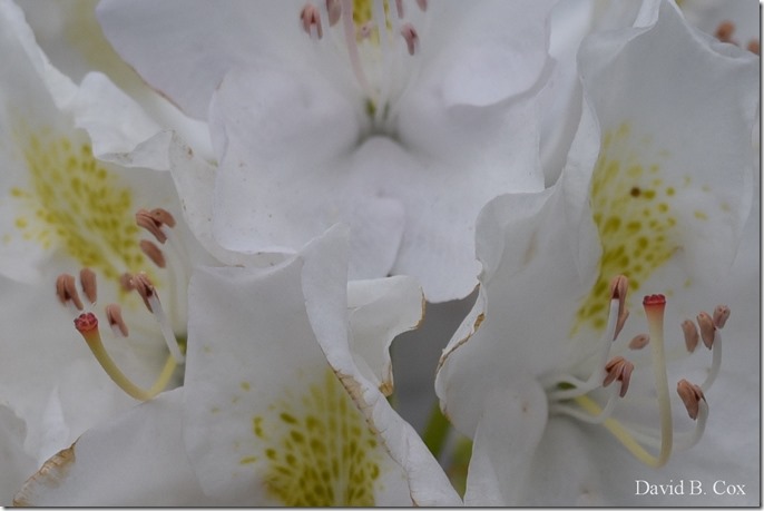 2018 6 18 GHS BB vs Dracut & A Week's Pics 078