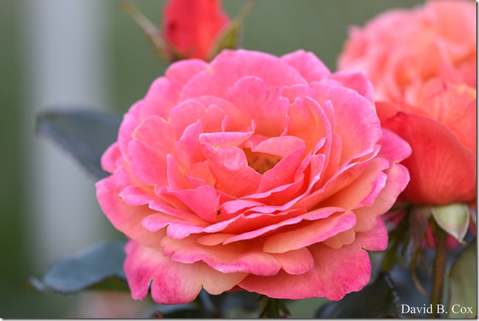 2018 6 18 GHS BB vs Dracut & A Week's Pics 079