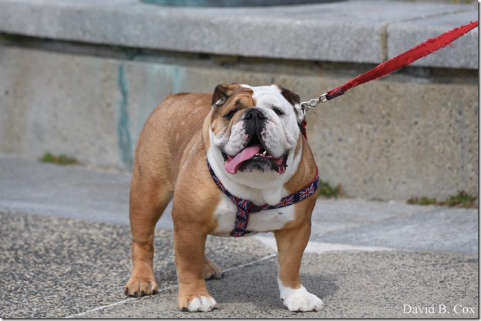 2018 6 18 GHS BB vs Dracut & A Week's Pics 160