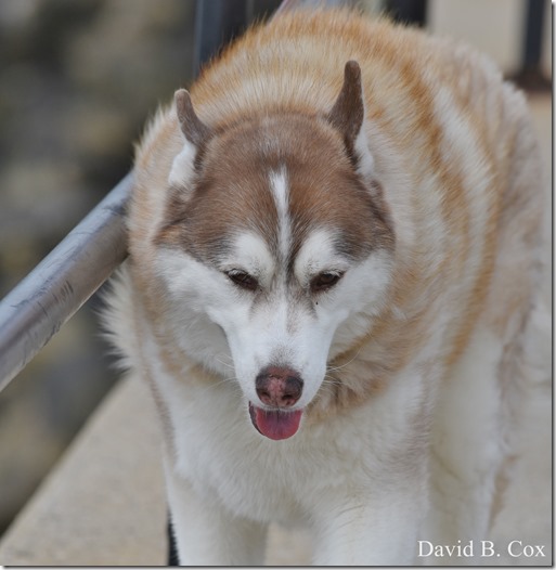 2018 6 18 GHS BB vs Dracut & A Week's Pics 168