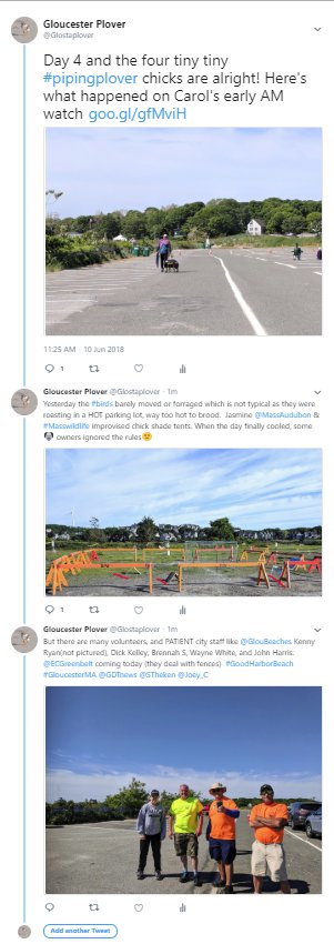 Day 4 Good Harbor Beach Gloucester Mass piping plover volunteers ©c ryan.jpg