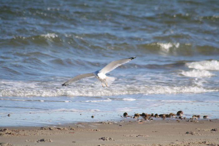 Gloucester Fall 2012 112