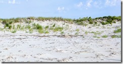 Good Harbor Beach piping plover enclosure ©c ryan_20170630_074839